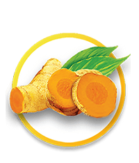 Nghệ vàng Curcuma longa